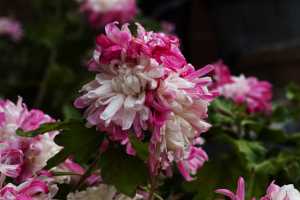 CHRYSANTHEMUM-24 (2)